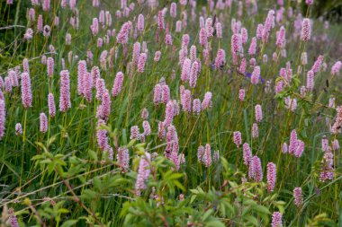 İtalya, Piedmont 'taki Ceresole Reale Gölü çevresindeki çiçek, bitki ve ağaçlar