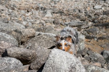 Mavi merle Avustralyalı çoban köpeği İtalya 'nın Piedmont kentindeki Ceresole Reale gölünün kıyısında koşar.