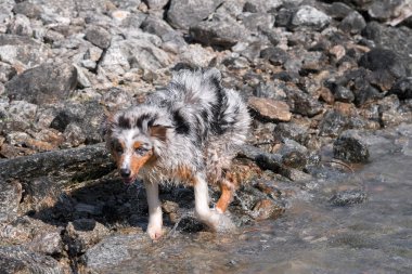 Mavi merle Avustralyalı çoban köpeği İtalya 'nın Piedmont kentindeki Ceresole Reale gölünün kıyısında koşar.