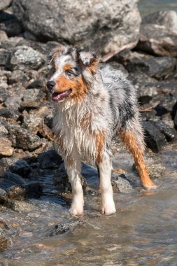 Mavi merle Avustralyalı çoban köpeği İtalya 'nın Piedmont kentindeki Ceresole Reale gölünün kıyısında koşar.