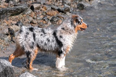 Mavi merle Avustralyalı çoban köpeği İtalya 'nın Piedmont kentindeki Ceresole Reale gölünün kıyısında koşar.