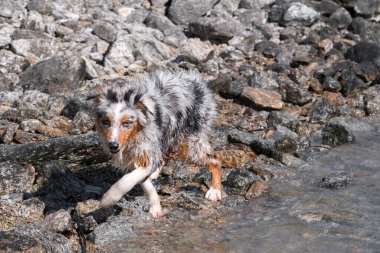 Mavi merle Avustralyalı çoban köpeği İtalya 'nın Piedmont kentindeki Ceresole Reale gölünün kıyısında koşar.