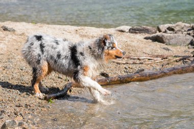 Mavi merle Avustralyalı çoban köpeği İtalya 'nın Piedmont kentindeki Ceresole Reale gölünün kıyısında koşar.