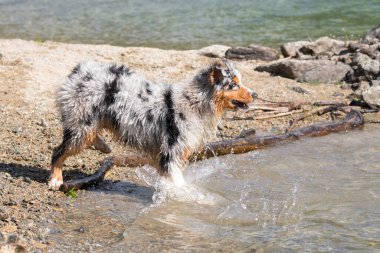 Mavi merle Avustralyalı çoban köpeği İtalya 'nın Piedmont kentindeki Ceresole Reale gölünün kıyısında koşar.