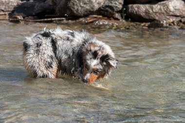 Mavi merle Avustralyalı çoban köpeği İtalya 'nın Piedmont kentindeki Ceresole Reale gölünün kıyısında koşar.