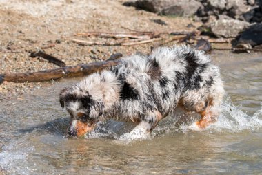 Mavi merle Avustralyalı çoban köpeği İtalya 'nın Piedmont kentindeki Ceresole Reale gölünün kıyısında koşar.