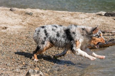 Mavi merle Avustralyalı çoban köpeği İtalya 'nın Piedmont kentindeki Ceresole Reale gölünün kıyısında koşar.