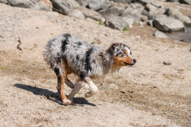 Mavi merle Avustralyalı çoban köpeği İtalya 'nın Piedmont kentindeki Ceresole Reale gölünün kıyısında koşar.