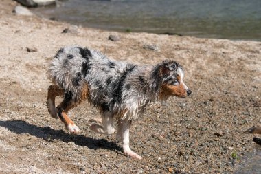 Mavi merle Avustralyalı çoban köpeği İtalya 'nın Piedmont kentindeki Ceresole Reale gölünün kıyısında koşar.