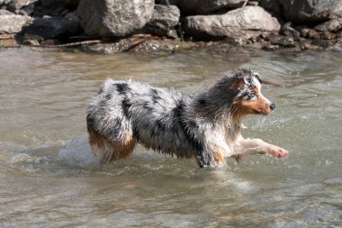Mavi merle Avustralyalı çoban köpeği İtalya 'nın Piedmont kentindeki Ceresole Reale gölünün kıyısında koşar.
