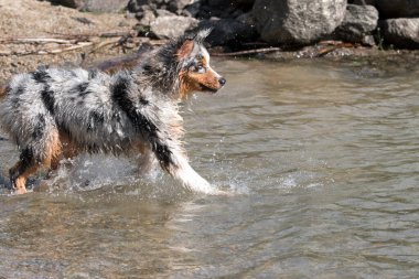 Mavi merle Avustralyalı çoban köpeği İtalya 'nın Piedmont kentindeki Ceresole Reale gölünün kıyısında koşar.