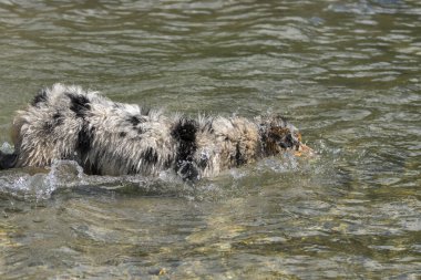 Mavi merle Avustralyalı çoban köpeği İtalya 'nın Piedmont kentindeki Ceresole Reale gölünün kıyısında koşar.