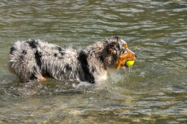 Mavi merle Avustralyalı çoban köpeği İtalya 'nın Piedmont kentindeki Ceresole Reale gölünün kıyısında koşar.