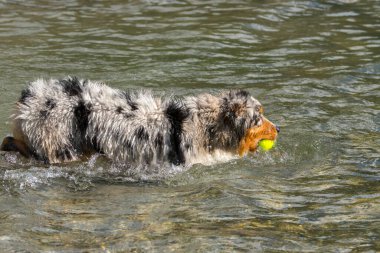 Mavi merle Avustralyalı çoban köpeği İtalya 'nın Piedmont kentindeki Ceresole Reale gölünün kıyısında koşar.