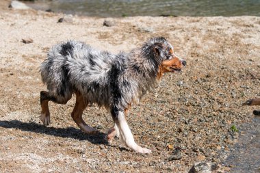 Mavi merle Avustralyalı çoban köpeği İtalya 'nın Piedmont kentindeki Ceresole Reale gölünün kıyısında koşar.