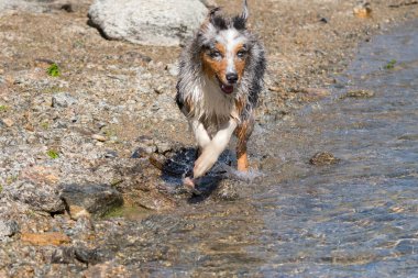 Mavi merle Avustralyalı çoban köpeği İtalya 'nın Piedmont kentindeki Ceresole Reale gölünün kıyısında koşar.