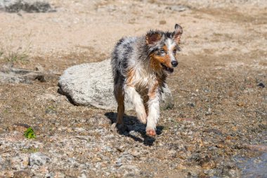 Mavi merle Avustralyalı çoban köpeği İtalya 'nın Piedmont kentindeki Ceresole Reale gölünün kıyısında koşar.
