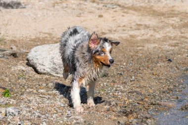 Mavi merle Avustralyalı çoban köpeği İtalya 'nın Piedmont kentindeki Ceresole Reale gölünün kıyısında koşar.