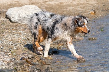 Mavi merle Avustralyalı çoban köpeği İtalya 'nın Piedmont kentindeki Ceresole Reale gölünün kıyısında koşar.