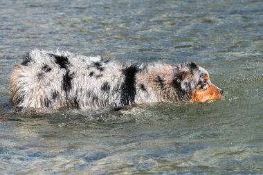 Mavi merle Avustralyalı çoban köpeği İtalya 'nın Piedmont kentindeki Ceresole Reale gölünün kıyısında koşar.