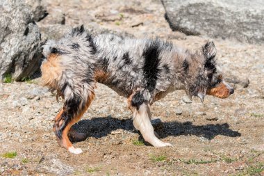 Mavi merle Avustralyalı çoban köpeği İtalya 'nın Piedmont kentindeki Ceresole Reale gölünün kıyısında koşar.