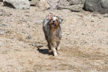 Mavi merle Avustralyalı çoban köpeği İtalya 'nın Piedmont kentindeki Ceresole Reale gölünün kıyısında koşar.