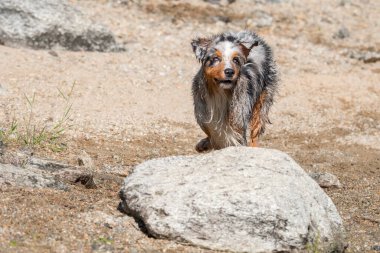 Mavi merle Avustralyalı çoban köpeği İtalya 'nın Piedmont kentindeki Ceresole Reale gölünün kıyısında koşar.