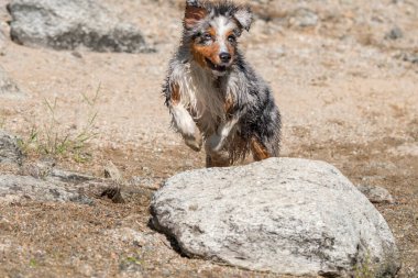 Mavi merle Avustralyalı çoban köpeği İtalya 'nın Piedmont kentindeki Ceresole Reale gölünün kıyısında koşar.