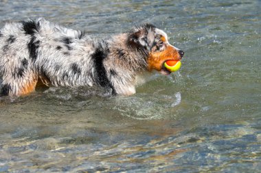 Mavi merle Avustralyalı çoban köpeği İtalya 'nın Piedmont kentindeki Ceresole Reale gölünün kıyısında koşar.