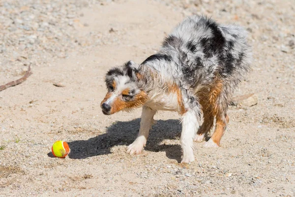 Perrito Pastor Australiano Merle Azul Corre Orilla Del Lago Ceresole — Foto de Stock