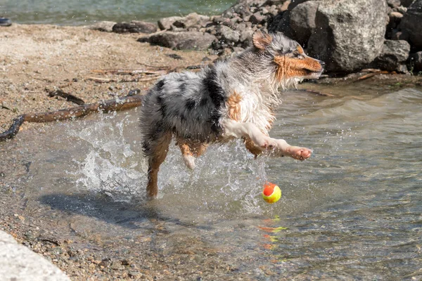 Blue Merle Australischer Schäferhund Läuft Ufer Des Ceresole Reale Sees — Stockfoto