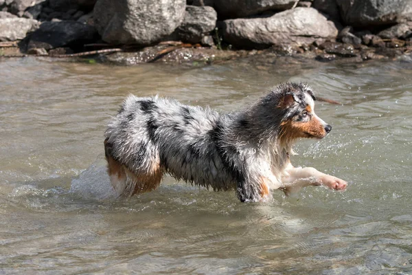 Mavi merle Avustralyalı çoban köpeği İtalya 'nın Piedmont kentindeki Ceresole Reale gölünün kıyısında koşar.