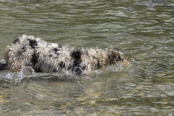 Mavi Merle Avustralyalı Çoban Köpeği Talya Nın Piedmont Kentindeki Ceresole — Stok fotoğraf