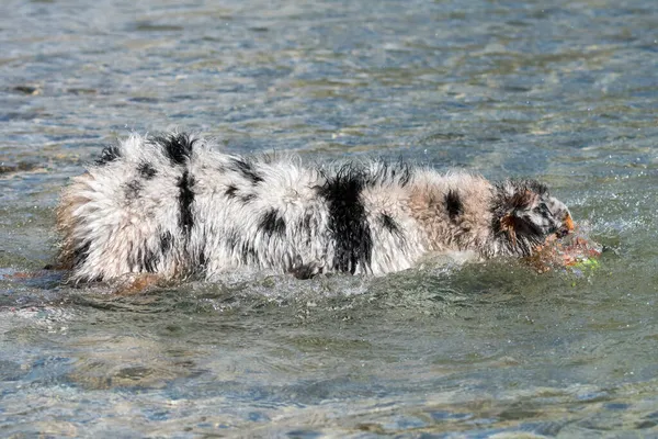 Blue Merle Australischer Schäferhund Läuft Ufer Des Ceresole Reale Sees — Stockfoto