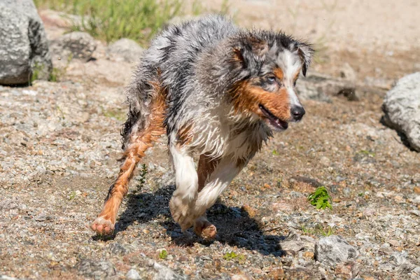 Mavi merle Avustralyalı çoban köpeği İtalya 'nın Piedmont kentindeki Ceresole Reale gölünün kıyısında koşar.