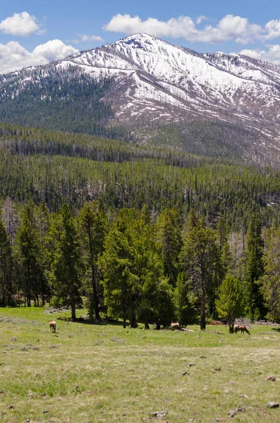 Haziran Yellowstone Ulusal Parkı Nda Kar Yağan Doğa Manzarası Yazın — Stok fotoğraf