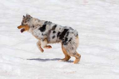 Mavi merle Avustralyalı çoban köpeği İtalya 'da Trentino Alto Adige' de karda koşar.