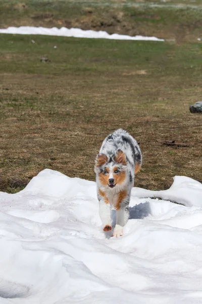 Azul Merle Cão Pastor Australiano Corre Neve Trentino Alto Adige — Fotografia de Stock