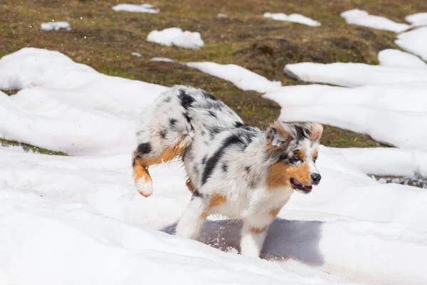 Blå Merle Australiska Herde Hund Körs Snö Trentino Alto Adige — Stockfoto