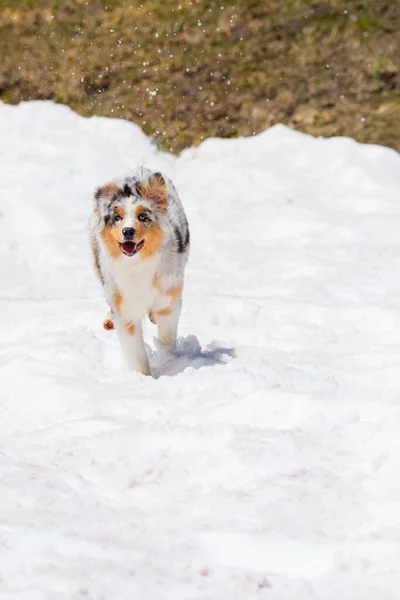 Azul Merle Perro Pastor Australiano Corre Sobre Nieve Trentino Alto —  Fotos de Stock