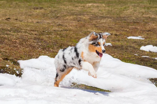 Blå Merle Australiska Herde Hund Körs Snö Trentino Alto Adige — Stockfoto