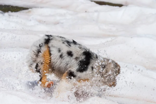 ブルーメルルオーストラリアの羊飼いの犬はイタリアのトレンティーノ アルト アディジェで雪の上で実行されます — ストック写真