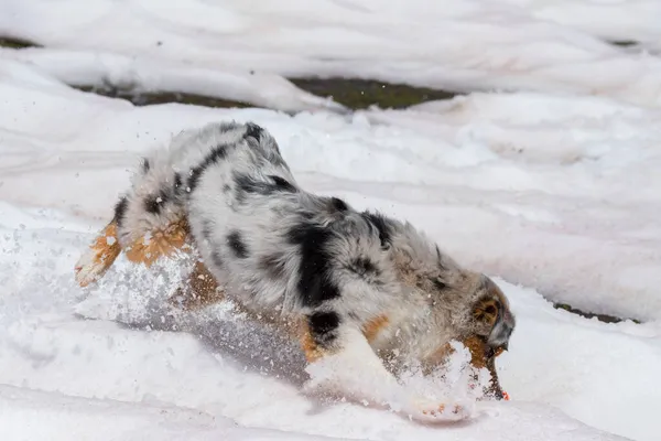 Blå Merle Australiska Herde Hund Körs Snö Trentino Alto Adige — Stockfoto
