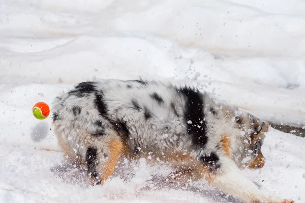 ブルーメルルオーストラリアの羊飼いの犬はイタリアのトレンティーノ アルト アディジェで雪の上で実行されます — ストック写真