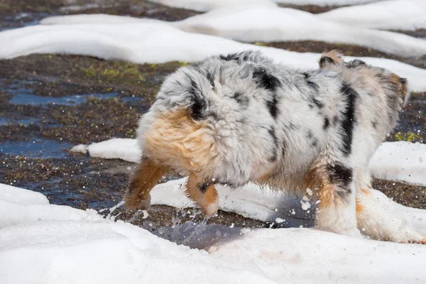 Blå Merle Australiska Herde Hund Körs Snö Trentino Alto Adige — Stockfoto