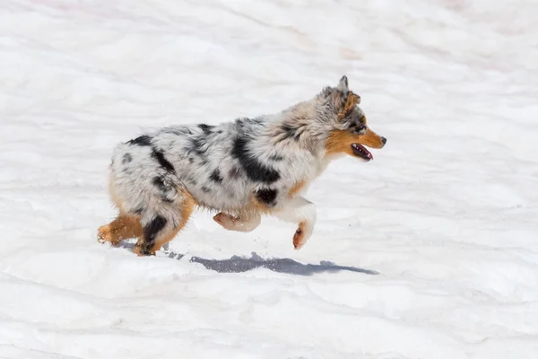 ブルーメルルオーストラリアの羊飼いの犬はイタリアのトレンティーノ アルト アディジェで雪の上で実行されます — ストック写真