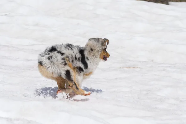 Blå Merle Australiska Herde Hund Körs Snö Trentino Alto Adige — Stockfoto