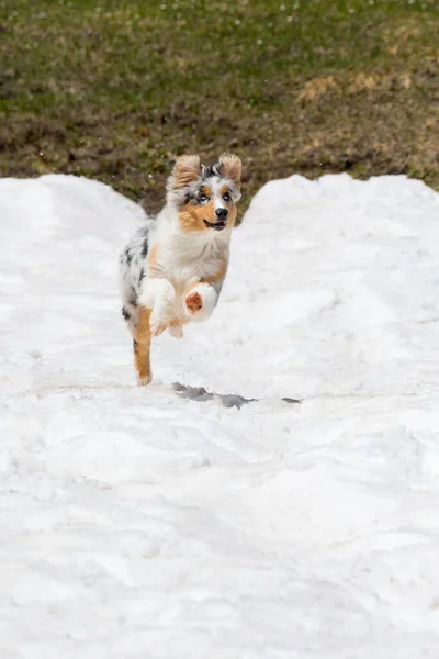 Blå Merle Australiska Herde Hund Körs Snö Trentino Alto Adige — Stockfoto