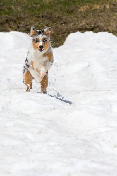 Голубий Австралійський Собака Пастух Біжить Снігу Трентіно Альто Адіж Італія — стокове фото
