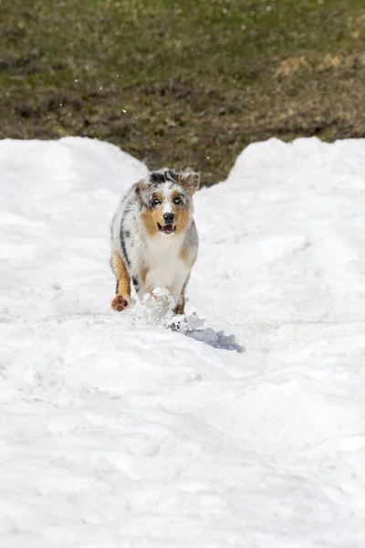 ブルーメルルオーストラリアの羊飼いの犬はイタリアのトレンティーノ アルト アディジェで雪の上で実行されます — ストック写真